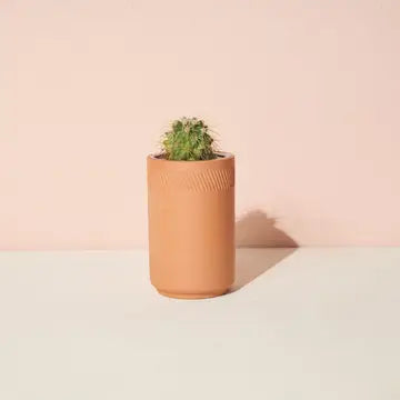 Terracotta Kit - Cactus